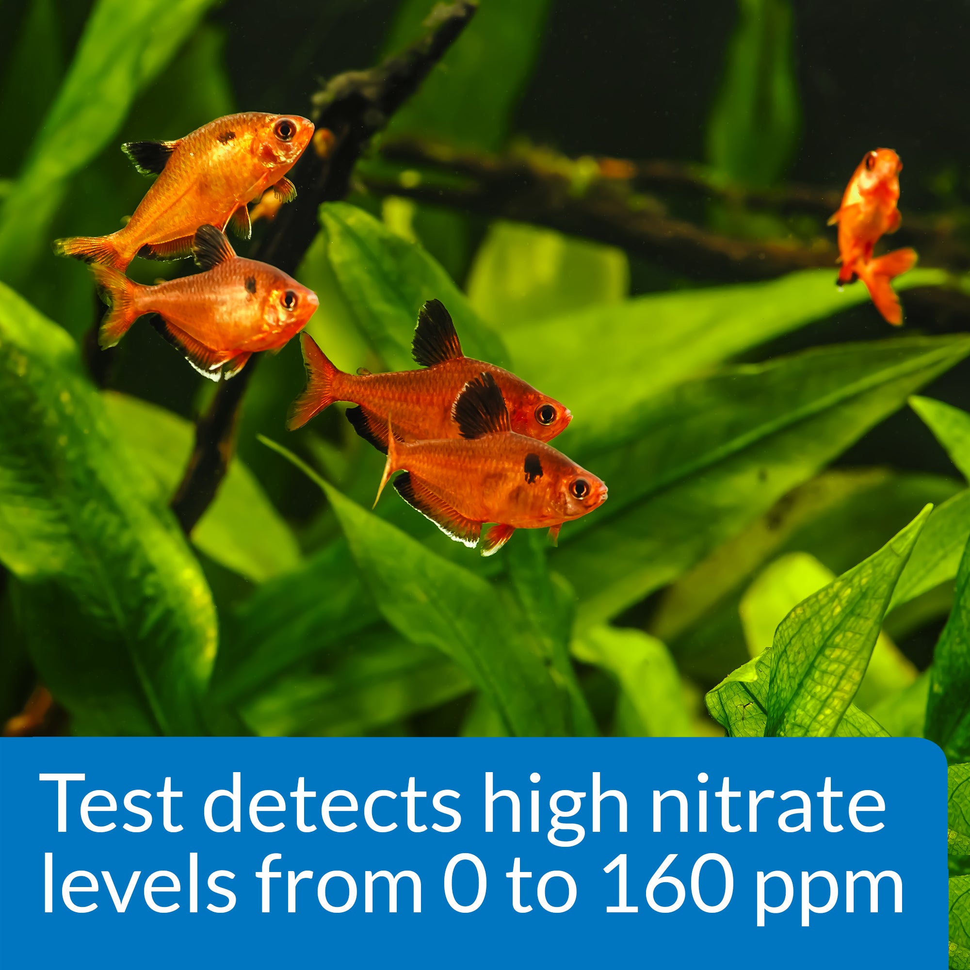 API Nitrate Test Kit for Freshwater and Saltwater Aquarium 1ea
