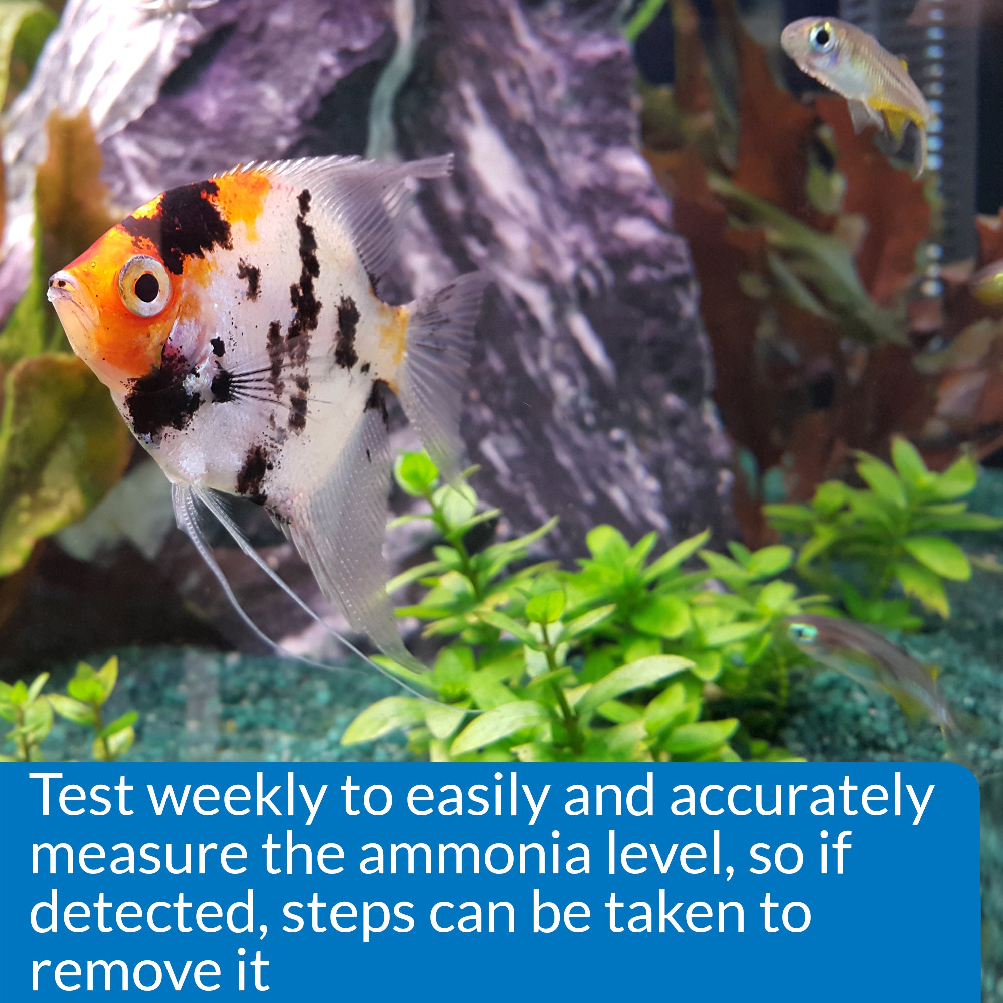 API Ammonia Test Kit for Freshwater and Saltwater Aquarium 1ea