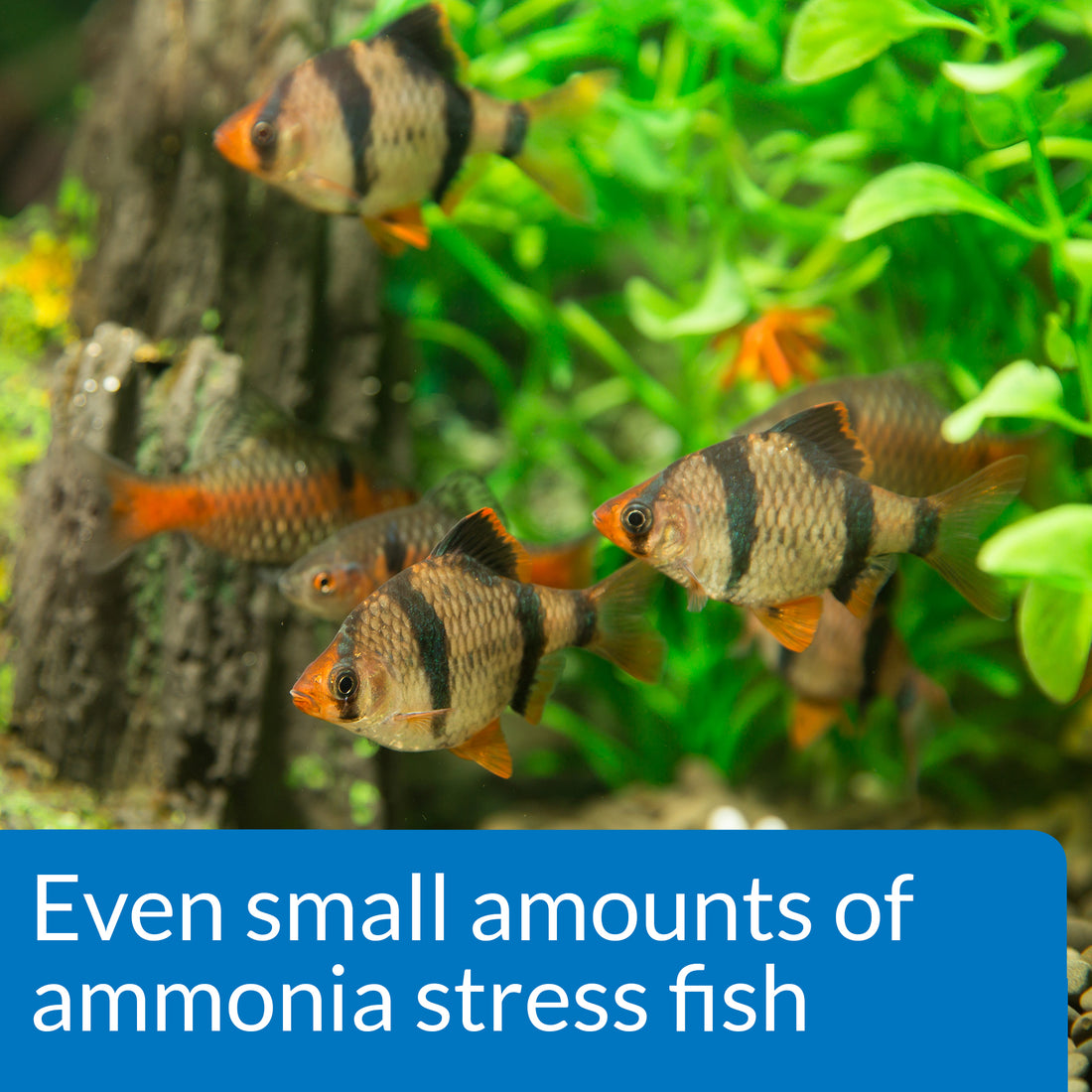 API Ammonia Test Kit for Freshwater and Saltwater Aquarium 1ea