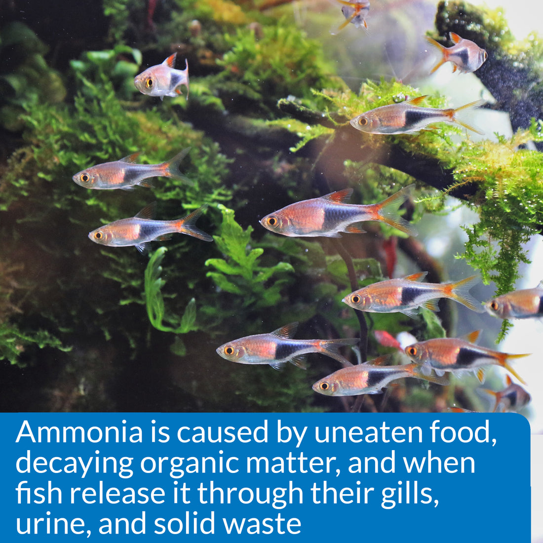 API Ammonia Test Kit for Freshwater and Saltwater Aquarium 1ea