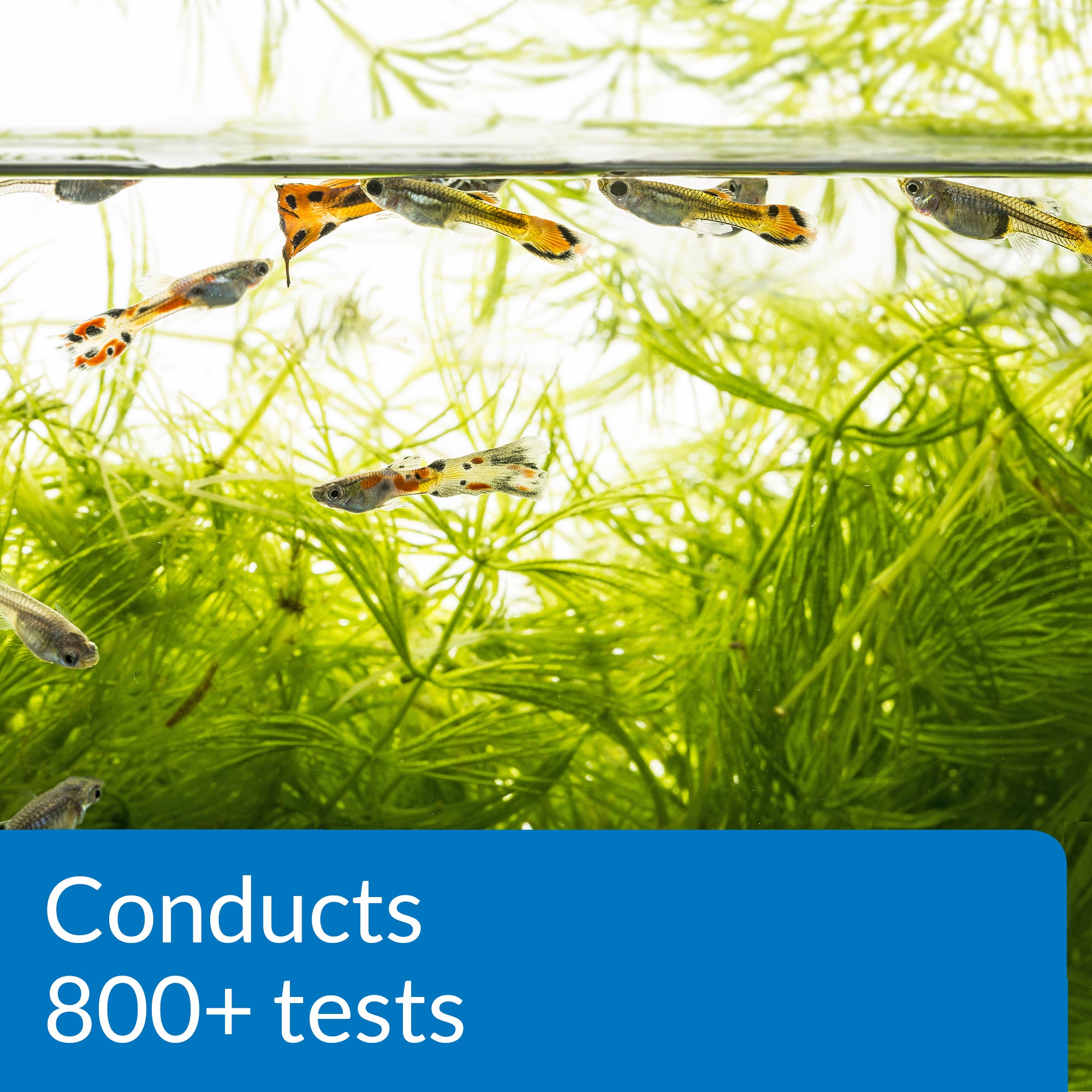 API Freshwater Master Test Kit (800 Tests) – Complete Aquarium Water Testing Kit for Accurate Fish Tank Monitoring
