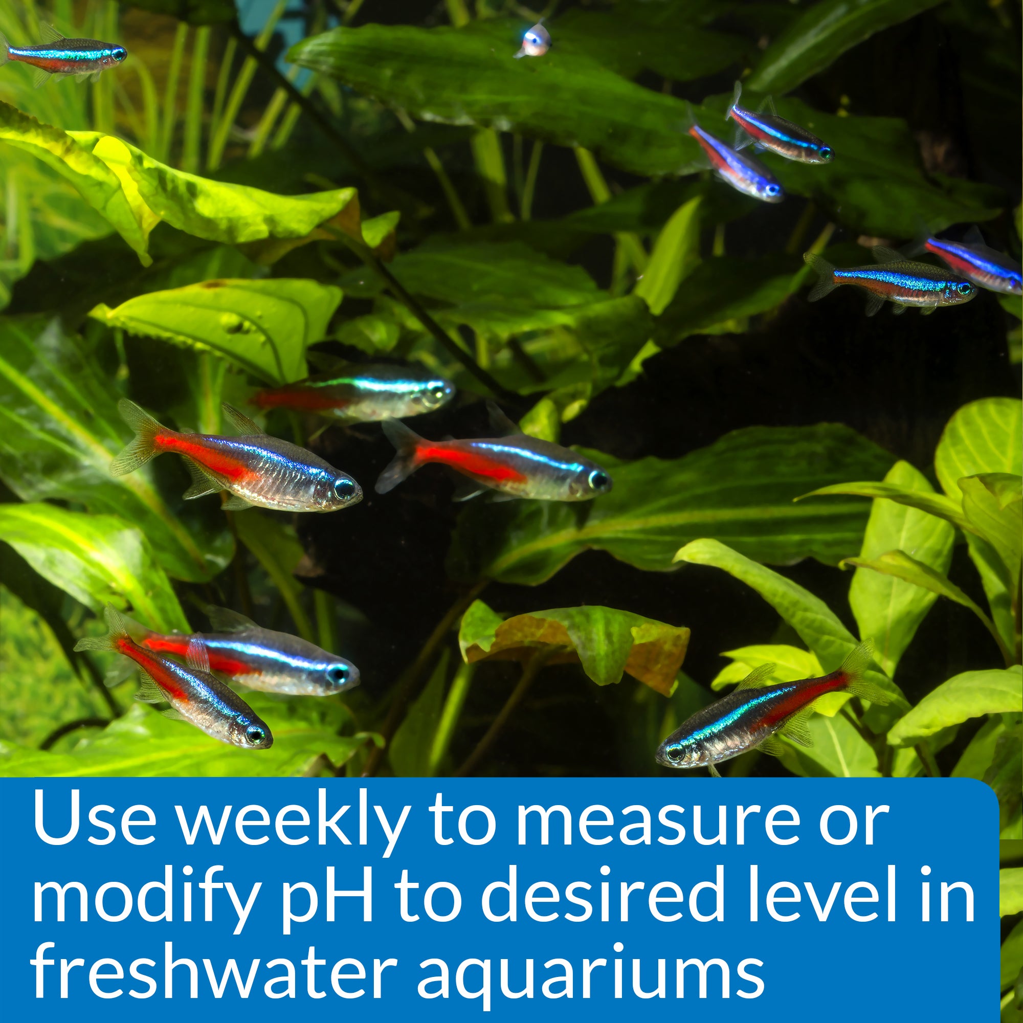 API pH Test & Adjuster Kit for Freshwater Aquarium 1ea