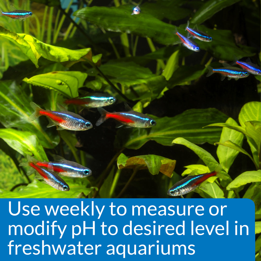 API pH Test & Adjuster Kit for Freshwater Aquarium 1ea