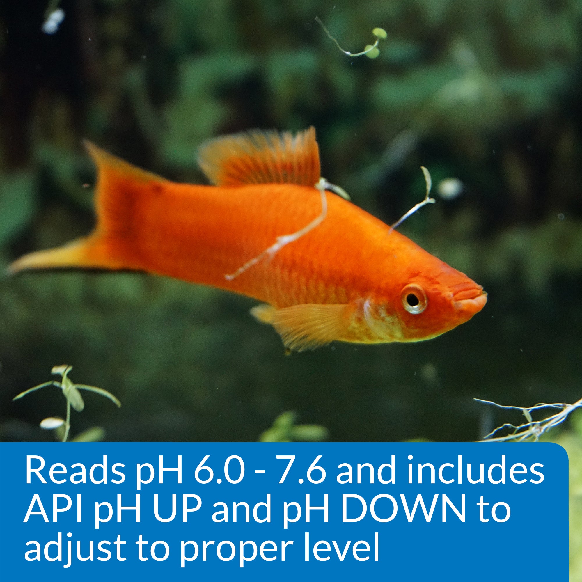API pH Test & Adjuster Kit for Freshwater Aquarium 1ea