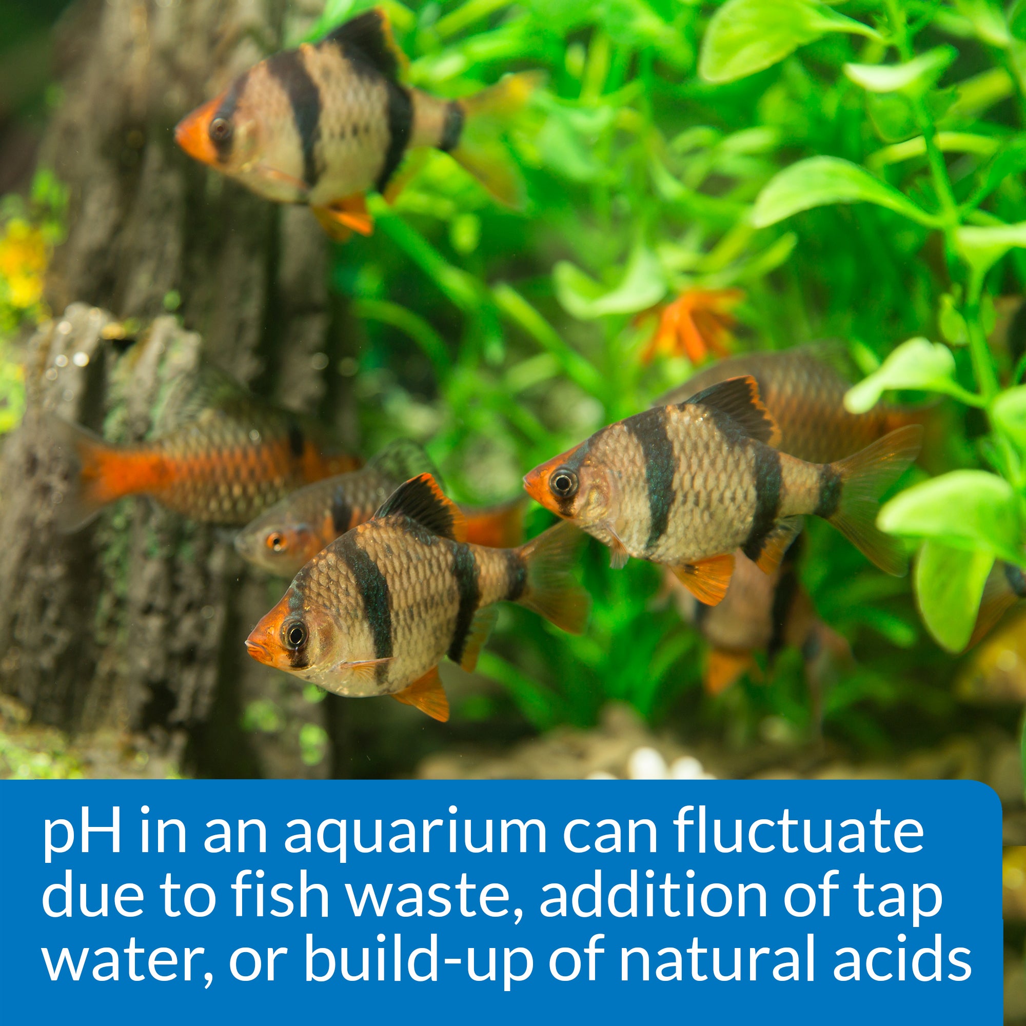 API pH Test & Adjuster Kit for Freshwater Aquarium 1ea