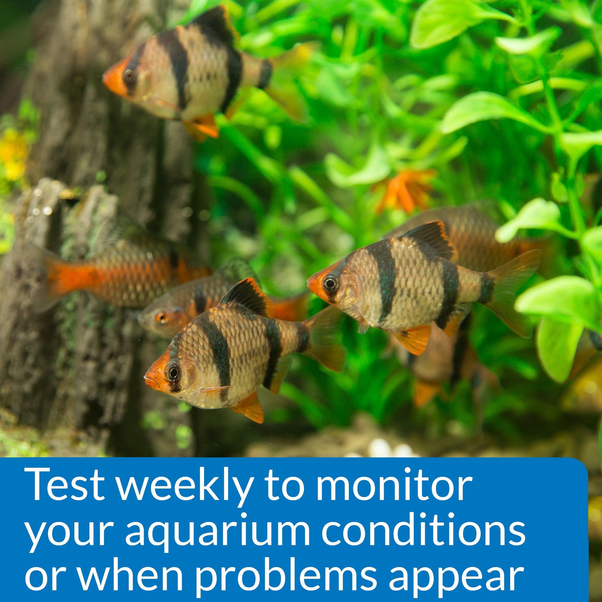API Phosphate Test Kit Freshwater and Saltwater Aquarium 1ea