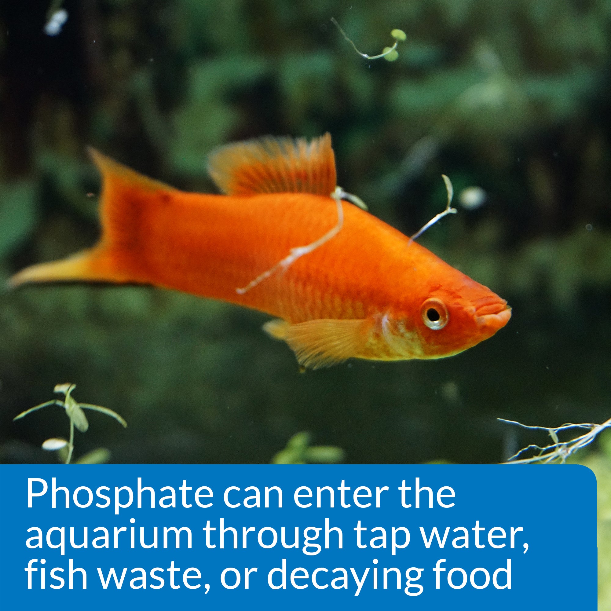API Phosphate Test Kit Freshwater and Saltwater Aquarium 1ea