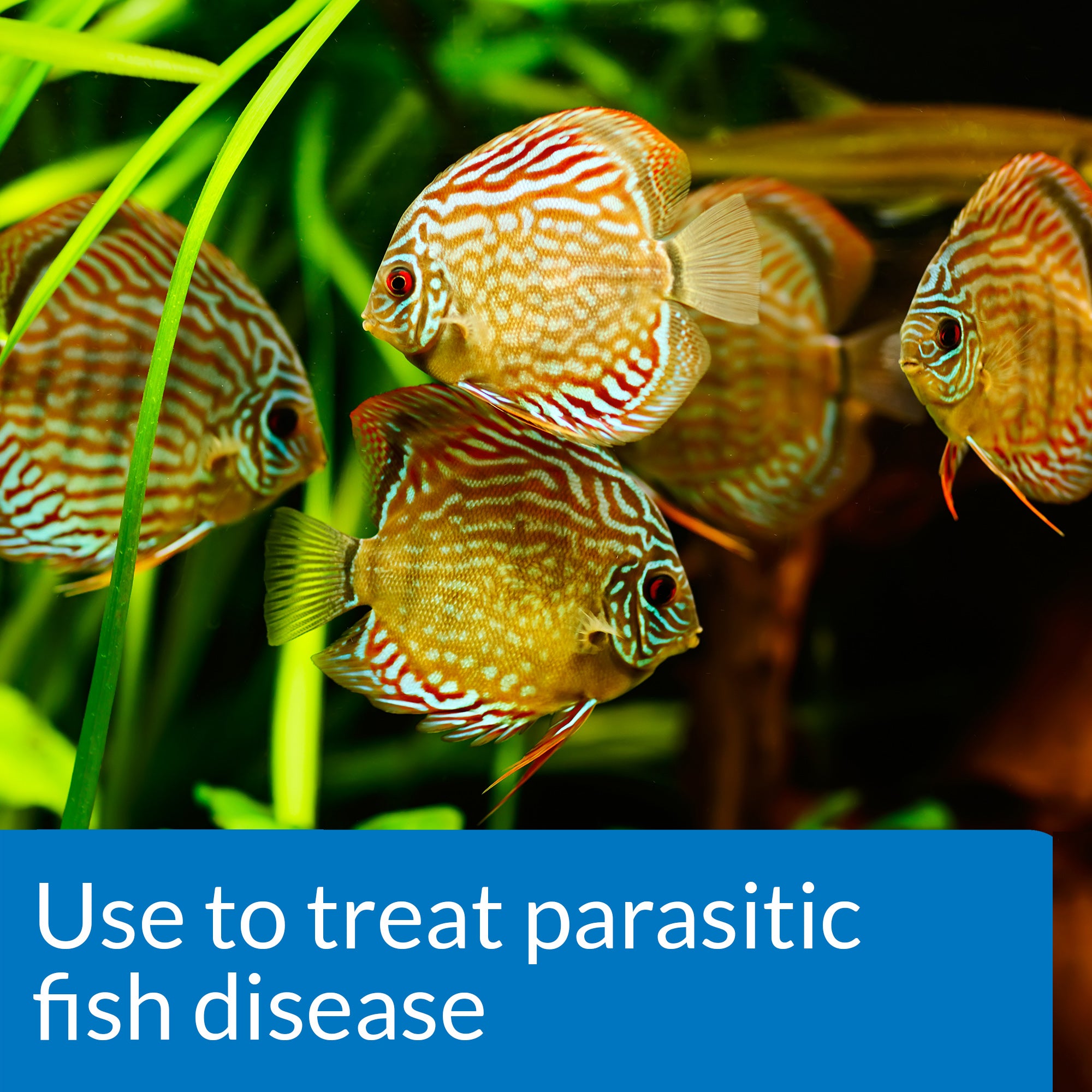 API General Cure Fish Medication 10 Pack – Freshwater & Saltwater Treatment for Ich, Parasites & Flukes
