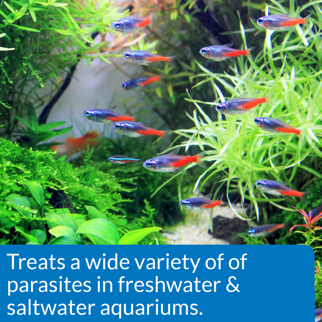 API General Cure Fish Medication 10 Pack – Freshwater & Saltwater Treatment for Ich, Parasites & Flukes
