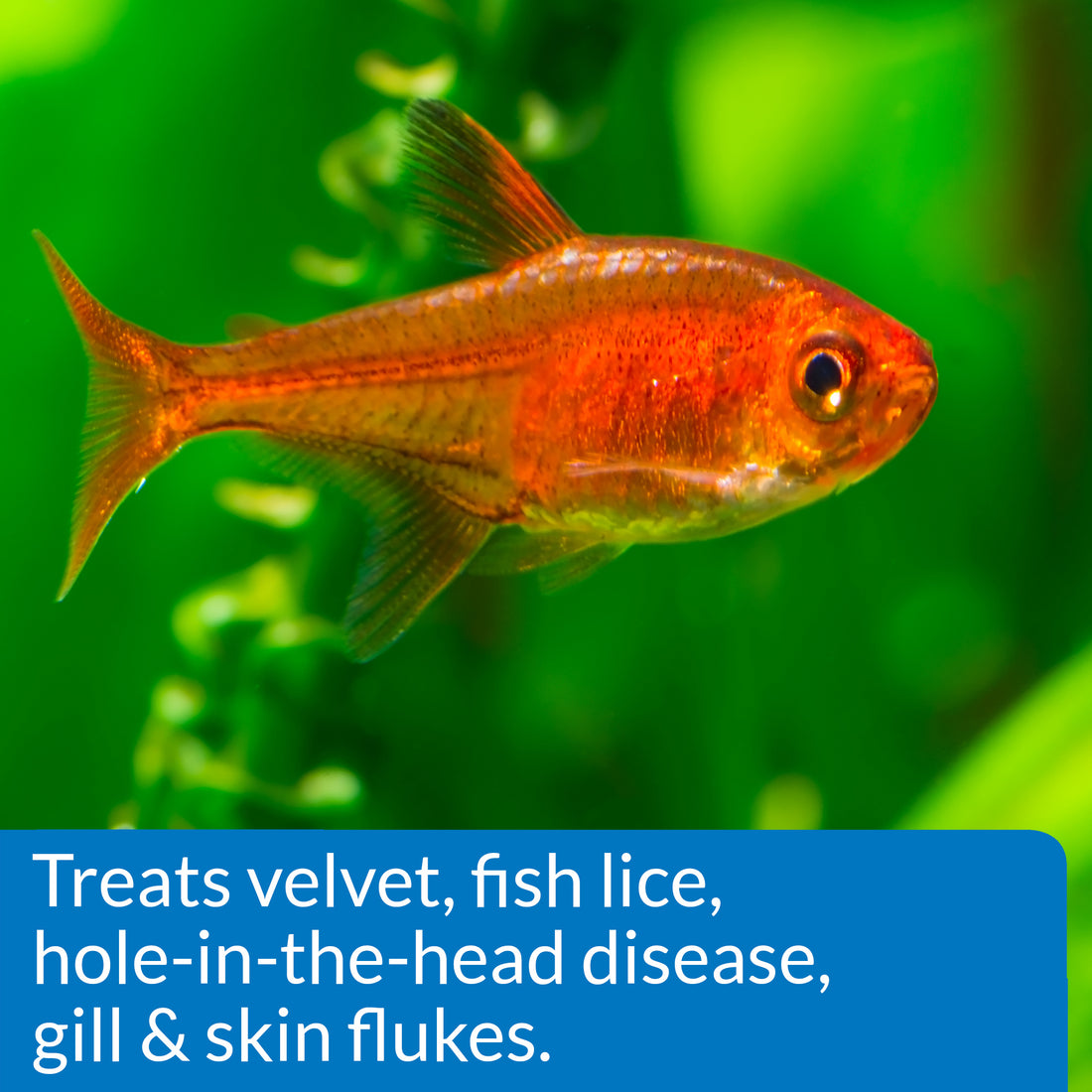 API General Cure Fish Medication 10 Pack – Freshwater & Saltwater Treatment for Ich, Parasites & Flukes