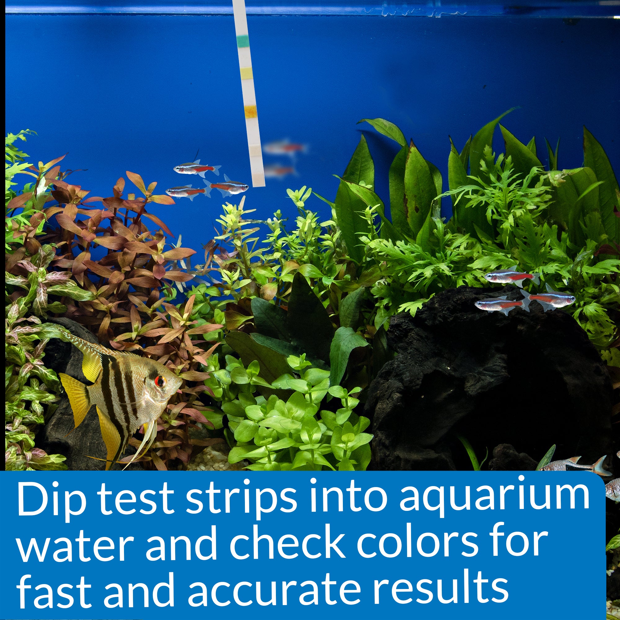 API 5-in-1 Freshwater Aquarium Test Strip 1ea/100 ct