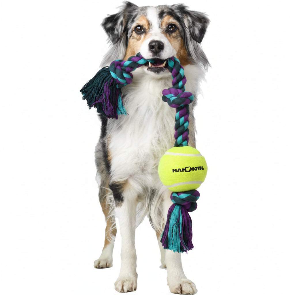 Mammoth Flossy Chews Color 3 Knot Tug w/Standard Tennis Ball – Premium Cotton-Poly Tug Toy for Dogs, Interactive Rope Dog Toy for Medium Dogs - 20” , Multi color