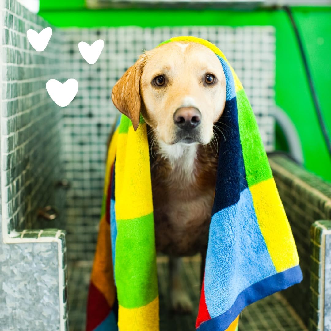 earthbath, Oatmeal & Aloe Dog Shampoo  128 Oz (1 Pack)