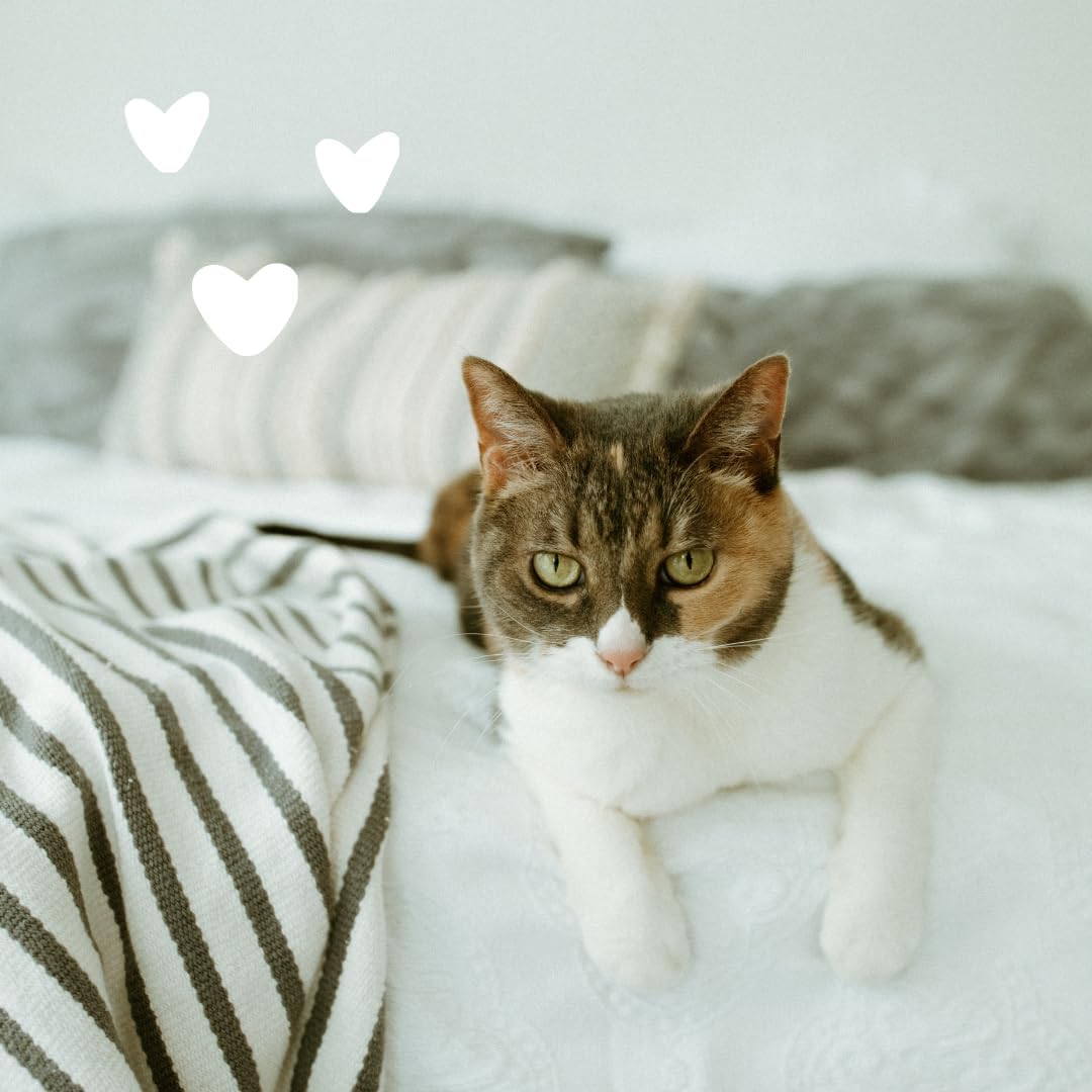 earthbath, All Natural Hypo-Allergenic Cat Grooming Foam