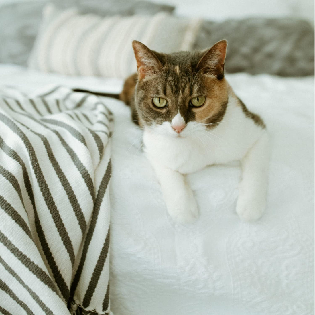 earthbath, Hypoallergenic Cat Shampoo