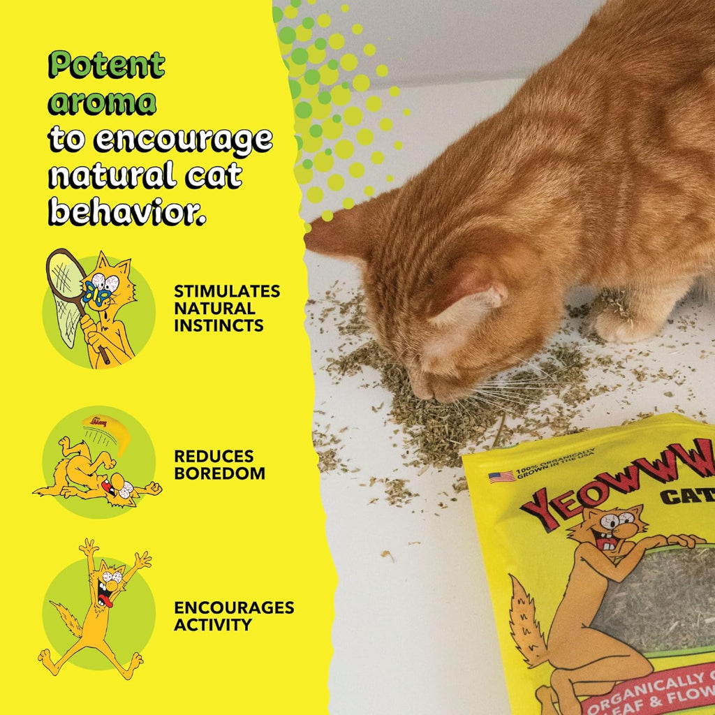 Cat playing with a bag of catnip next to text describing its benefits