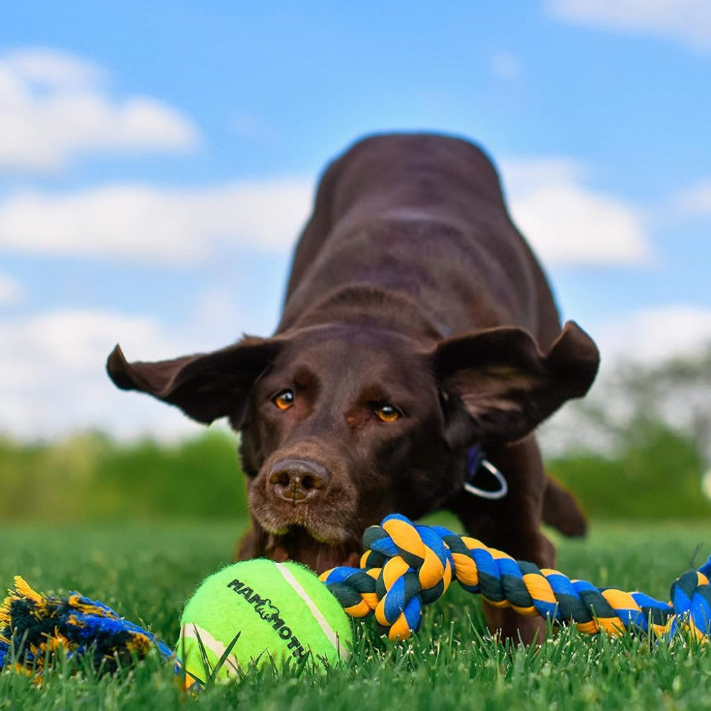 Mammoth Flossy Chews Color 3 Knot Tug w/Large Tennis Ball – Premium Cotton-Poly Tug Toy for Dogs – Interactive Dog Tug Toy – Rope Dog Toy with Tennis Ball for Large Dogs - 24”