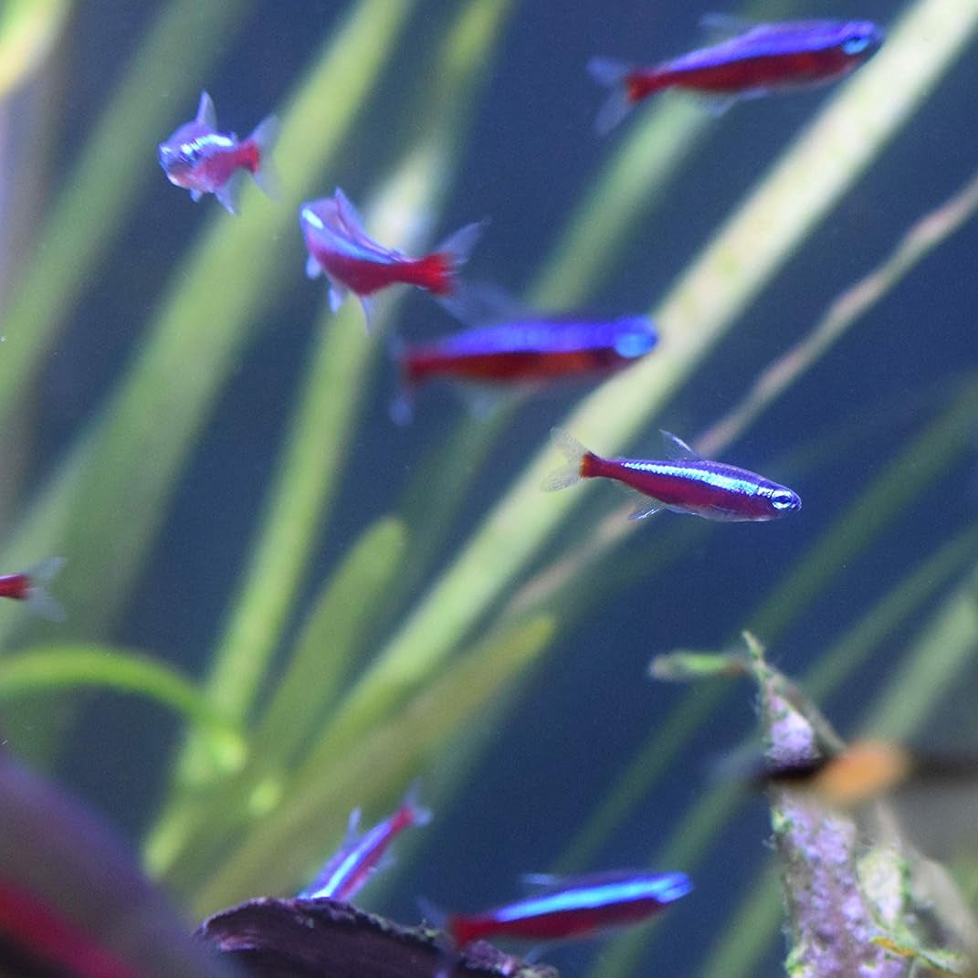 Seachem Stability - For Freshwater and Marine Aquariums 250ml