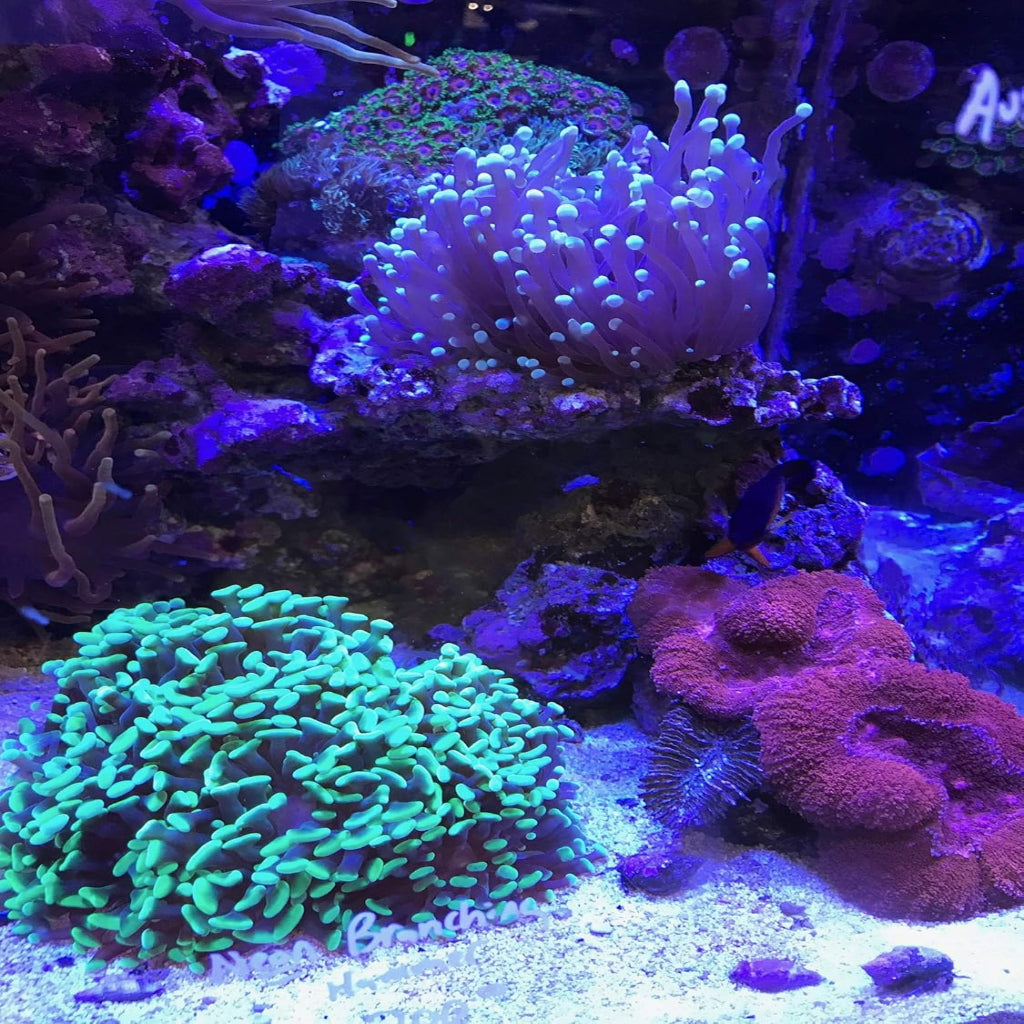 Seachem Laboratories Reef Builder Biological Enhancer 1ea/1.3 lb
