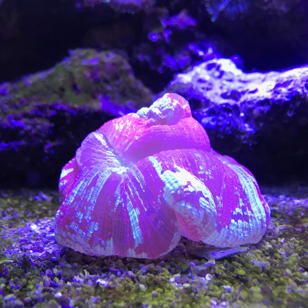 Seachem Laboratories Reef Buffer Aquarium Water Treatment 1ea/8.8 oz