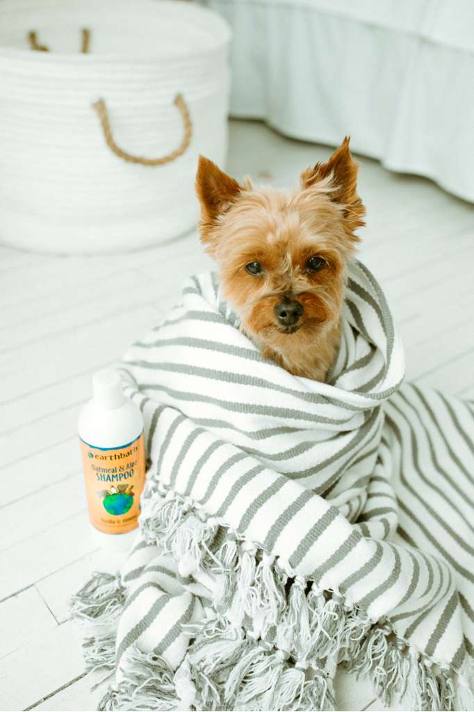 earthbath, Oatmeal & Aloe Dog Shampoo