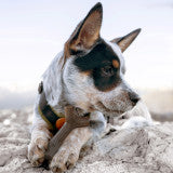 Benebone Puppy Stick Dog Chew Toy Maplewood, 1ea/SM
