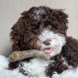 Benebone Puppy Stick Dog Chew Toy Maplewood, 1ea/SM