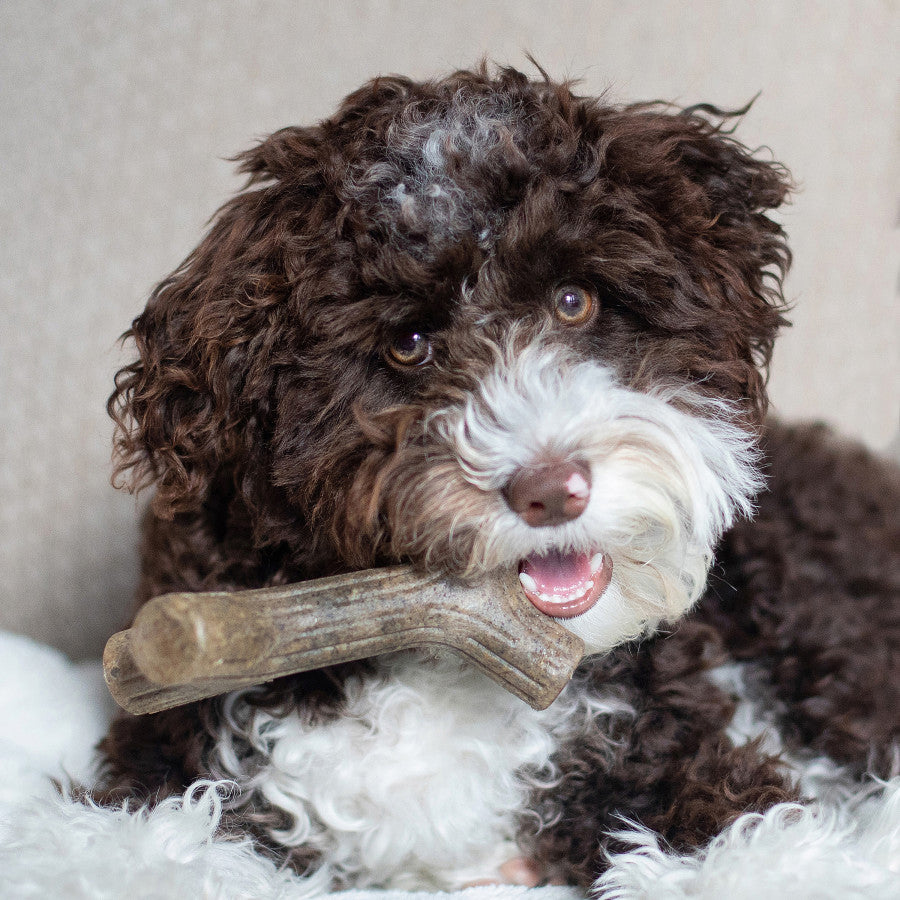 Benebone Puppy Stick Dog Chew Toy Maplewood, 1ea/SM